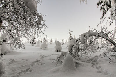 Bare trees on snow covered land against clear sky