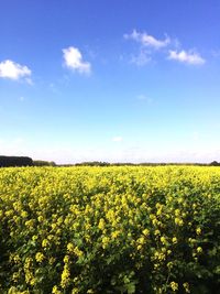 Scenic view of oilseed rape field against sky