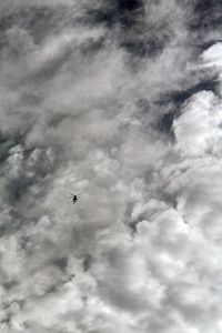 Low angle view of bird flying against sky