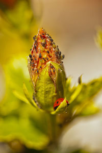 Close-up of insect on leaf