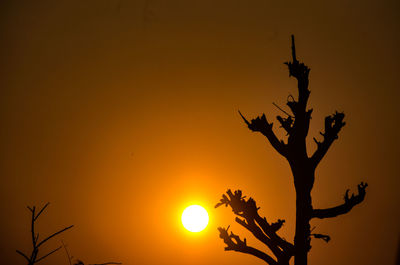 Low angle view of silhouette tree against orange sky