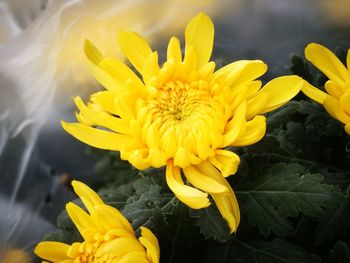 Close-up of yellow flowering plant