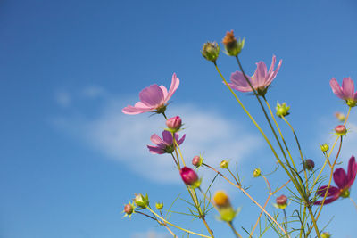 Low angle view of pink flowers blooming against sky