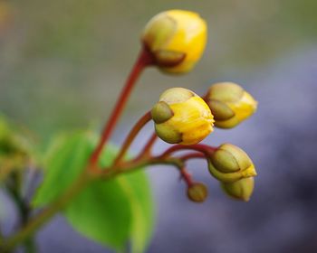 Close-up of fruit growing on plant