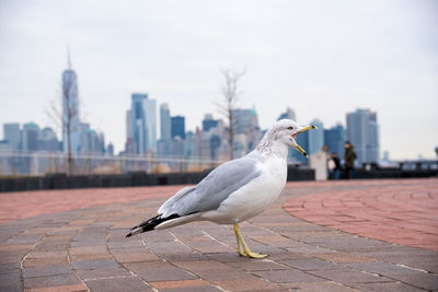 Seagull perching on retaining wall