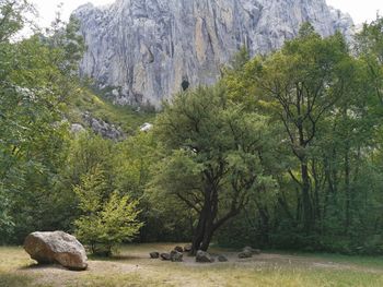 Scenic view of rocks in forest