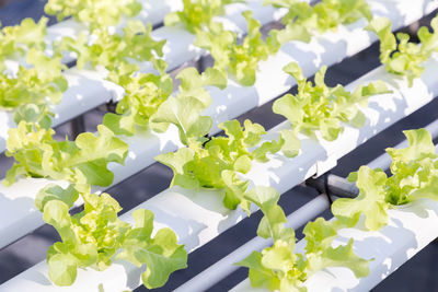 Close-up high angle view of white flowers