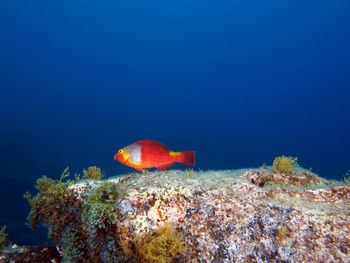 Fish swimming in sea