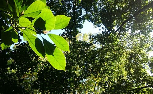 Low angle view of trees