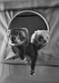 Close-up of two ferrets