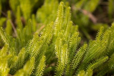 Close-up of fern leaves