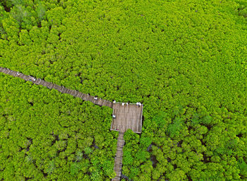 Birds-eye view of wooden boardwalk among the spurred mangrove forest in rayong, thailand by drone