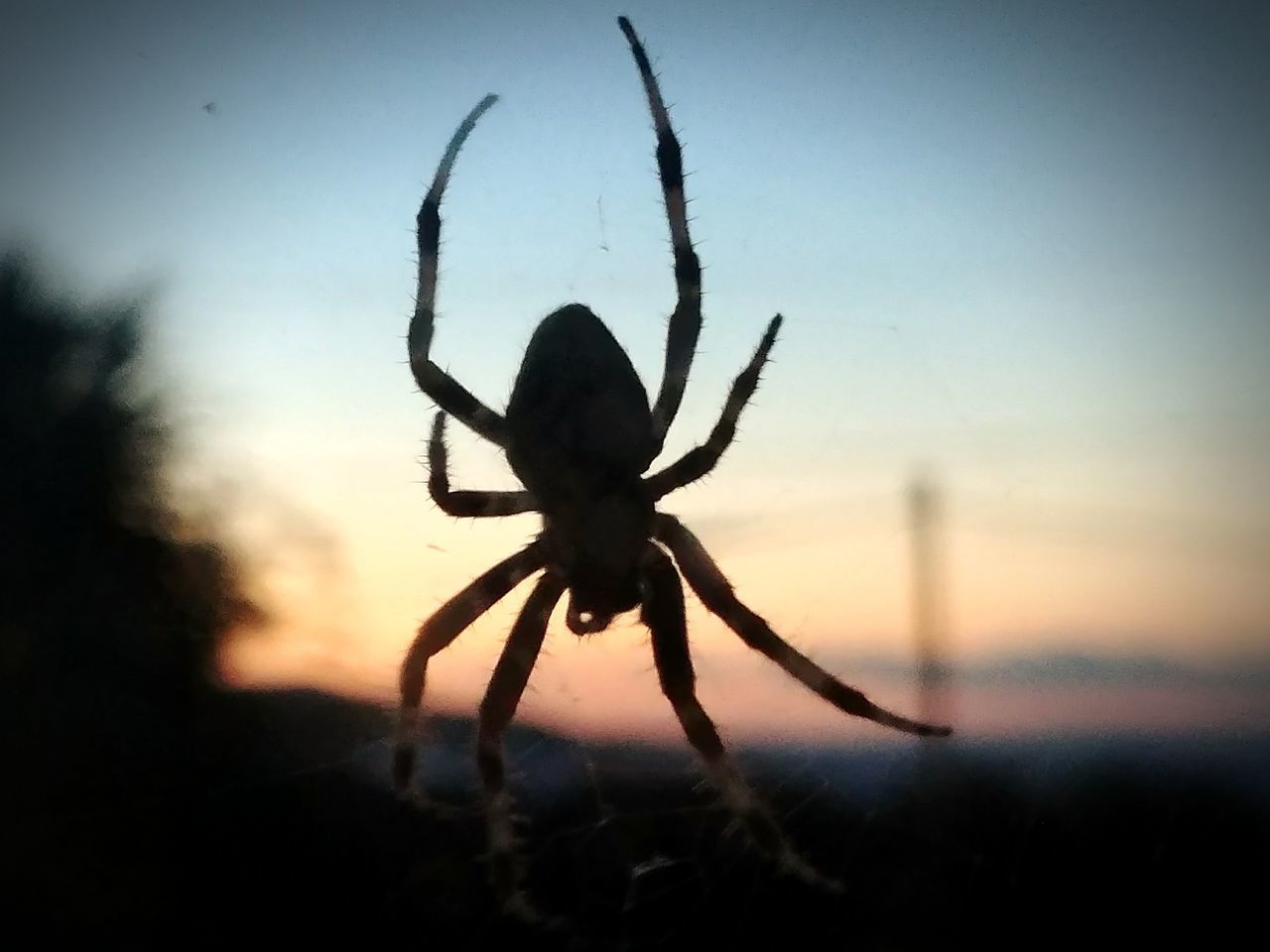 CLOSE-UP OF SPIDER ON WEB