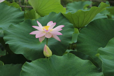 Close-up of pink lotus water lily