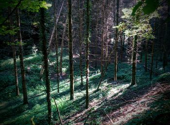 Trees in forest