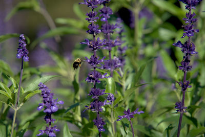 Bee moving between flowers