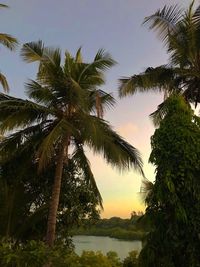 Low angle view of palm trees against sky during sunset