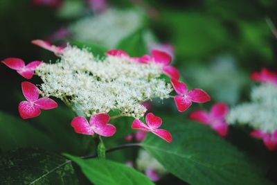 Close-up of pink flowers on plant