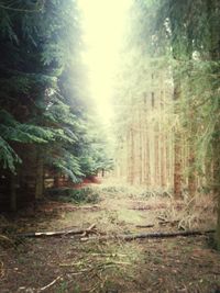 Dirt road passing through forest