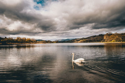 Swan swimming in lake against cloudy sky