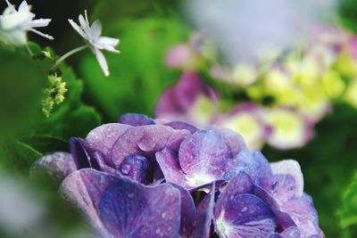 Close-up of purple flowering plant