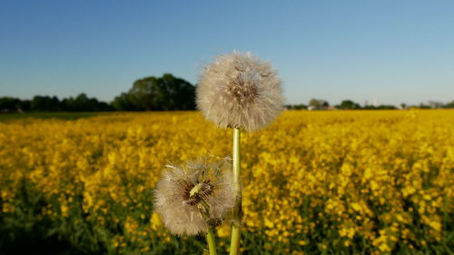 Close-up of dandelion on field against clear sky