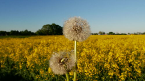 Close-up of dandelion on field against clear sky