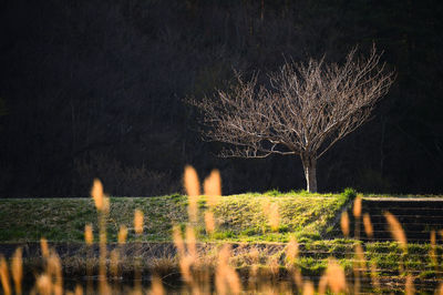 View of illuminated trees by lake at night