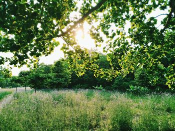 Trees growing on field