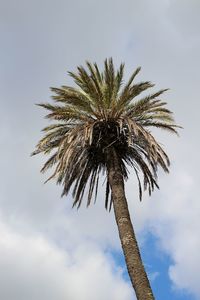 Low angle view of palm tree against cloudy sky