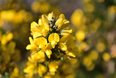 Close-up of insect on yellow flowering plant