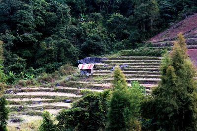 High angle view of trees on field