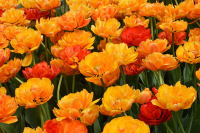 Close-up of yellow tulips