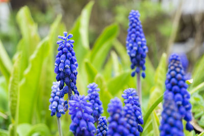 Close-up of purple flowers blooming in park