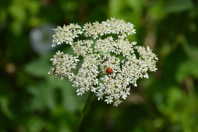 Close-up of insect on flower