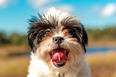 Close-up of a dog