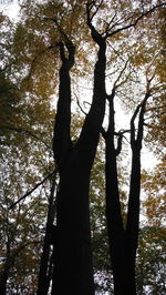 Low angle view of trees