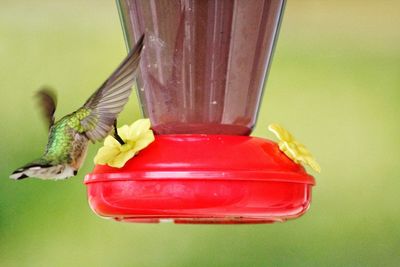 Close-up of bird perching on feeder