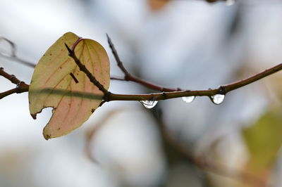 Close-up of raindrops on leaves