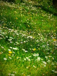 Full frame shot of plants on field