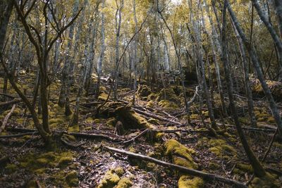 Low angle view of trees