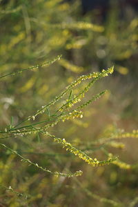 Close-up of wet plant