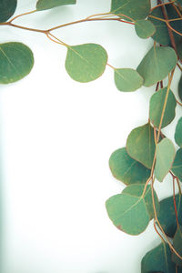 Close-up of leaves against white background