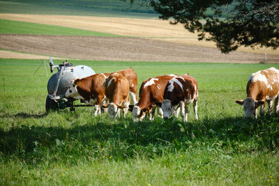 Cows on field