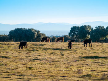 Horses grazing in a field