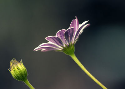 Close-up of flower blooming against black background