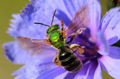 Close-up of bee pollinating on chicory