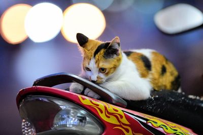 Close-up of a cat looking away