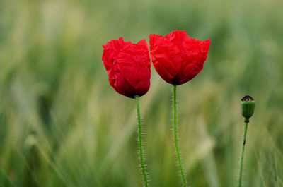 Close-up of red poppy flower