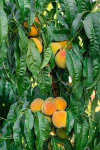 Close-up of oranges growing on tree